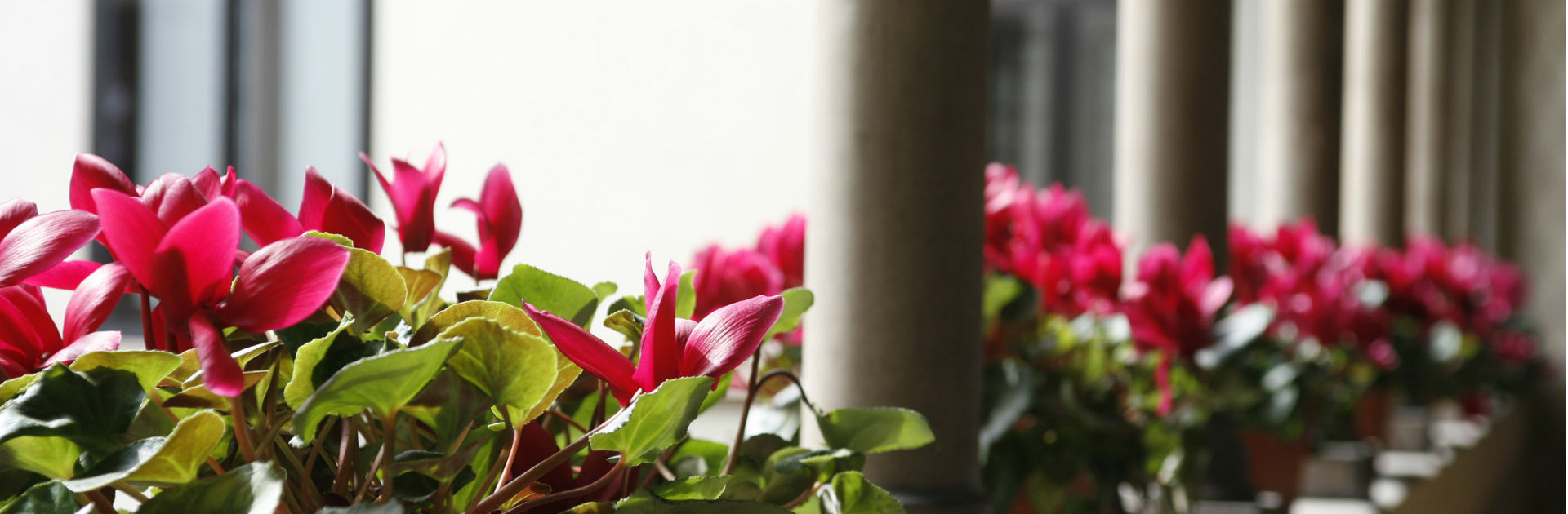 header-image